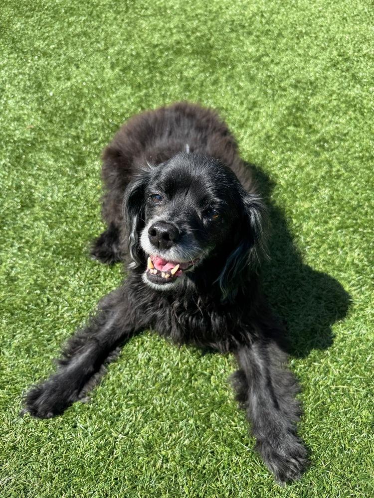 Cash, a Adoptable mixed breed in Jamestown, CA image 4/4