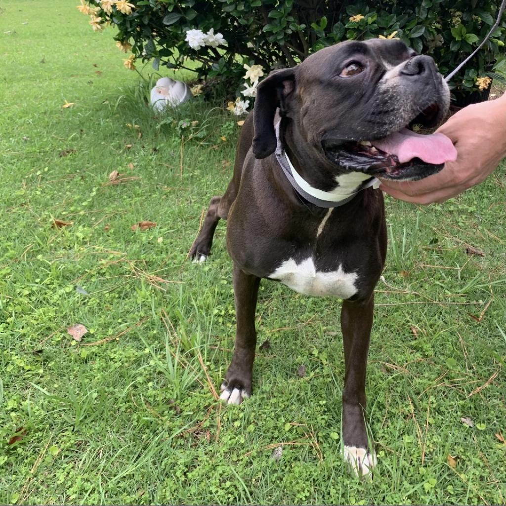 Lucie, an adopted Boxer in Tallahassee, FL_image-1