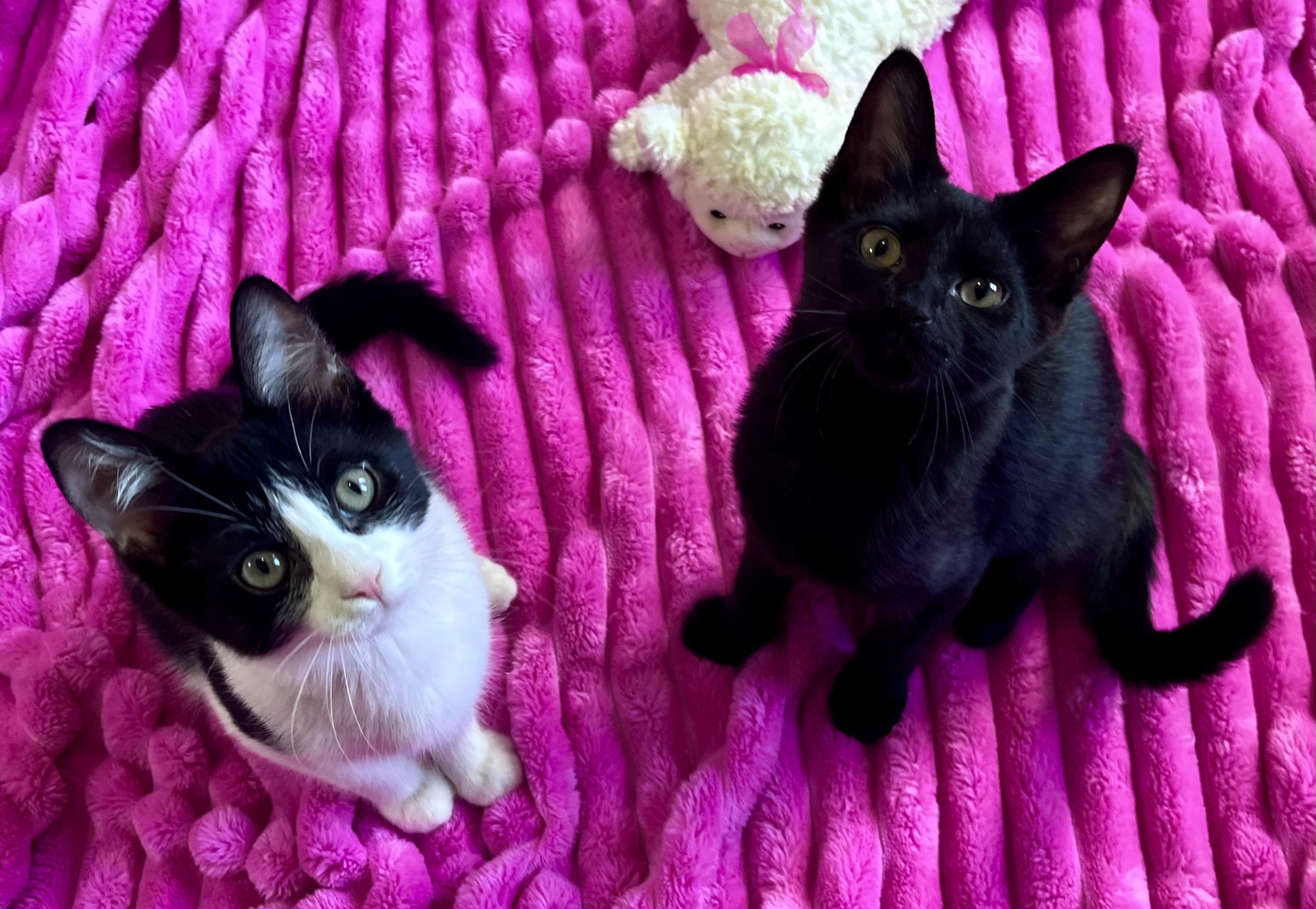 Enlarge Marty, a ADOPTABLE mixed breed in Rocky Hill, CT image 5/6