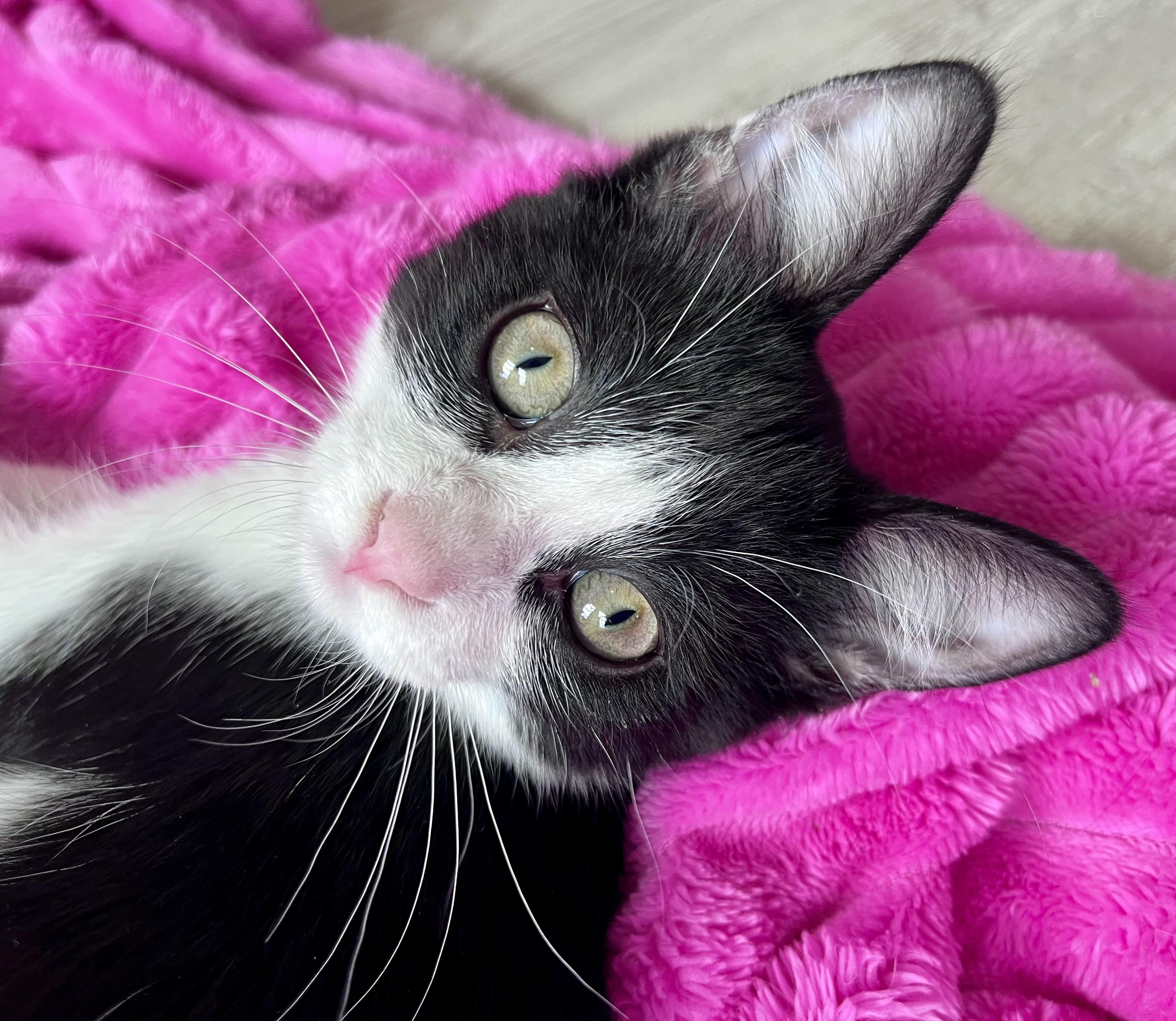 Enlarge Marty, a ADOPTABLE mixed breed in Rocky Hill, CT image 2/6