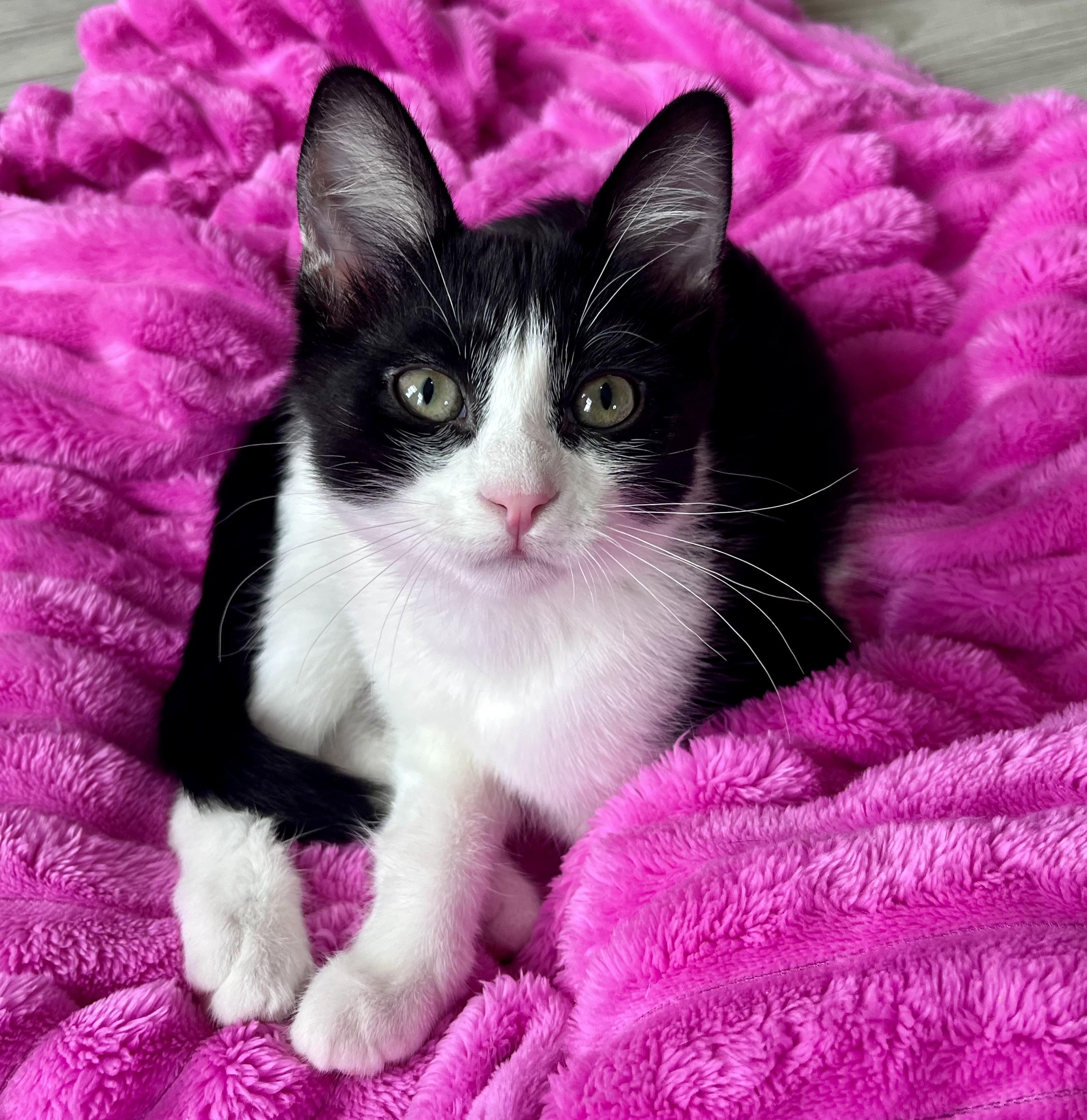 Enlarge Marty, a ADOPTABLE mixed breed in Rocky Hill, CT image 3/6