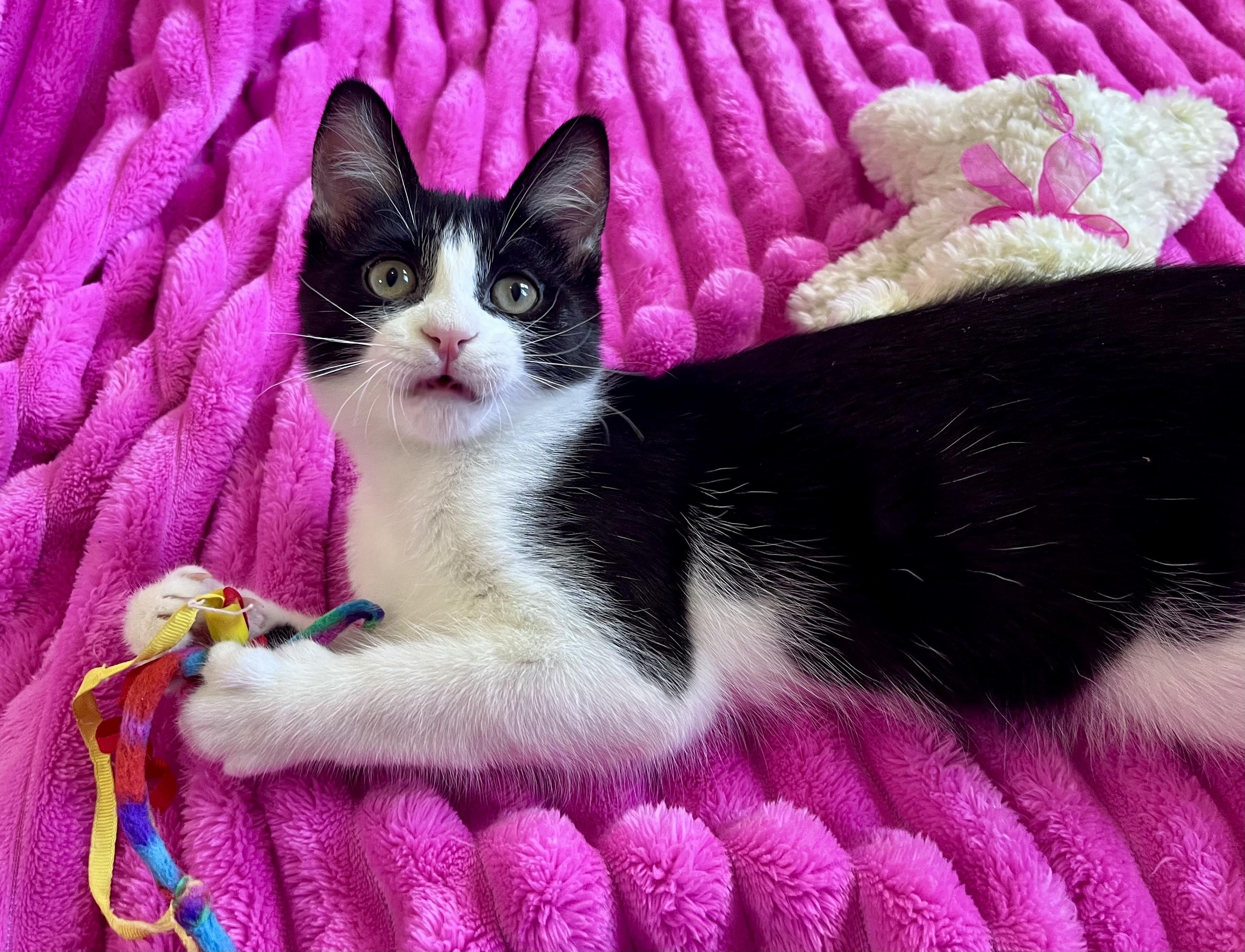 Enlarge Marty, a ADOPTABLE mixed breed in Rocky Hill, CT image 4/6