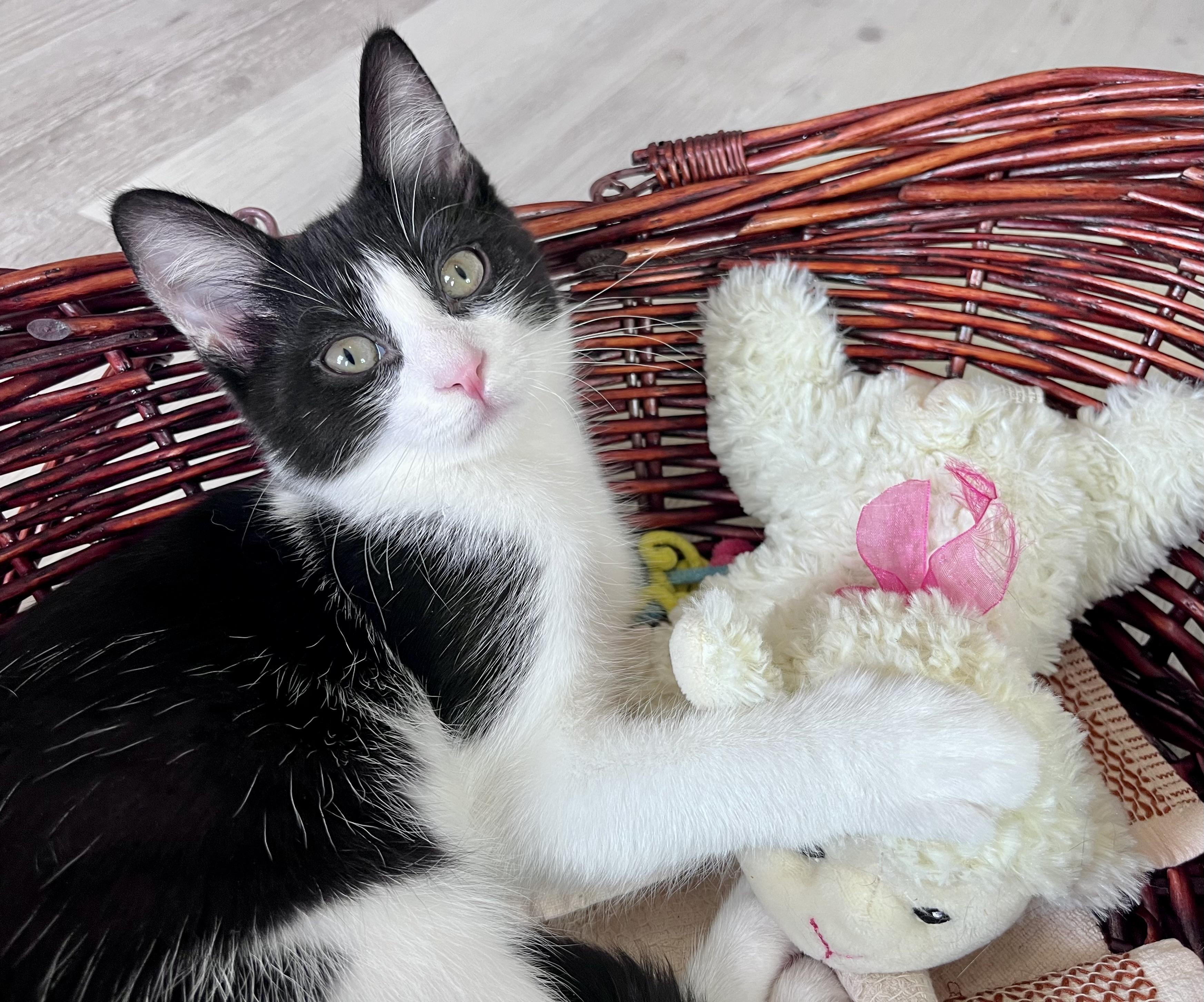 Enlarge Marty, a ADOPTABLE mixed breed in Rocky Hill, CT image 1/6