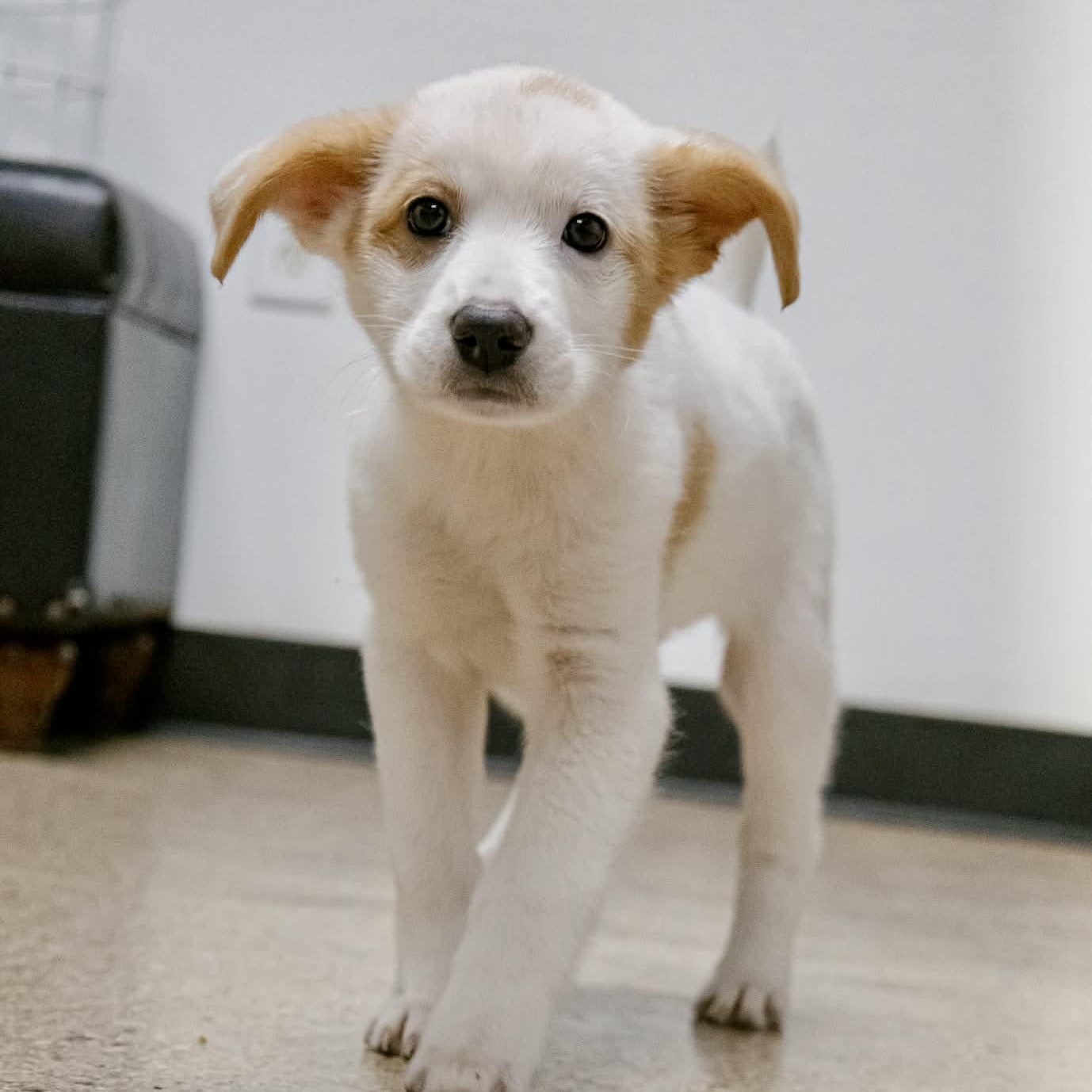 Havarti, adopted, Puppy Female Australian Shepherd.