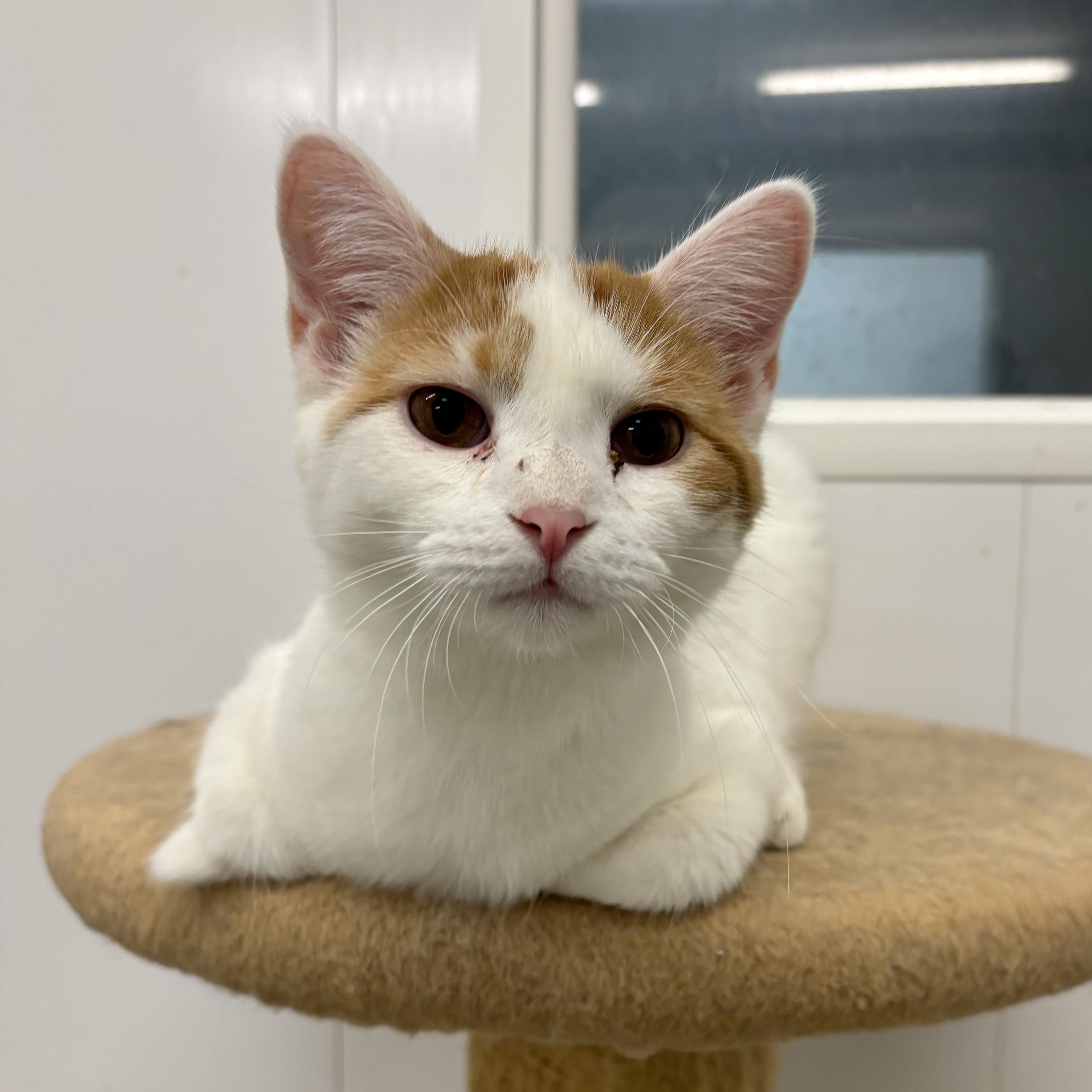 Elton - Adoption Fee Sponsored!, an adoptable Domestic Short Hair in Richland Center, WI, 53581 | Photo Image 6