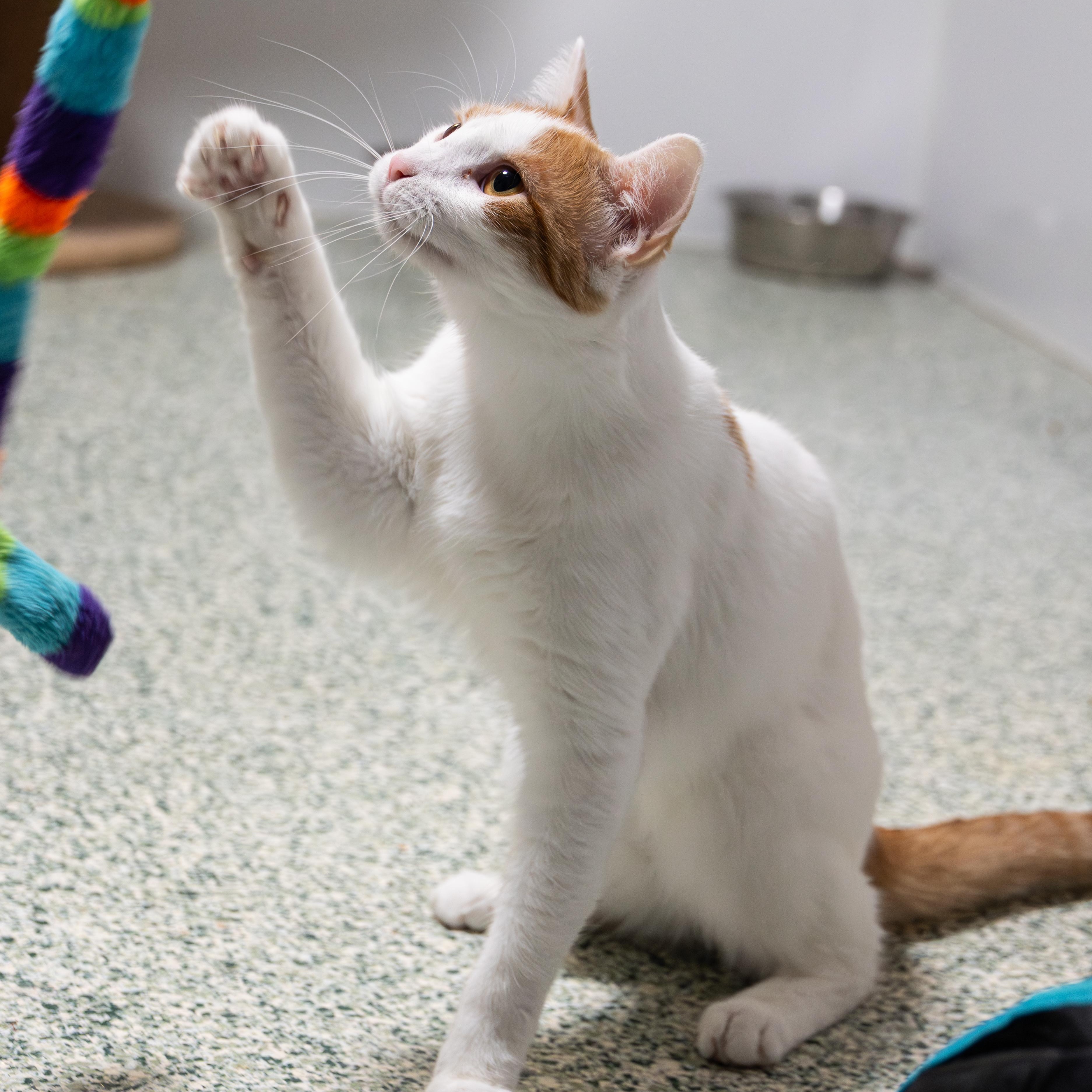 Elton - Adoption Fee Sponsored!, an adoptable Domestic Short Hair in Richland Center, WI, 53581 | Photo Image 5