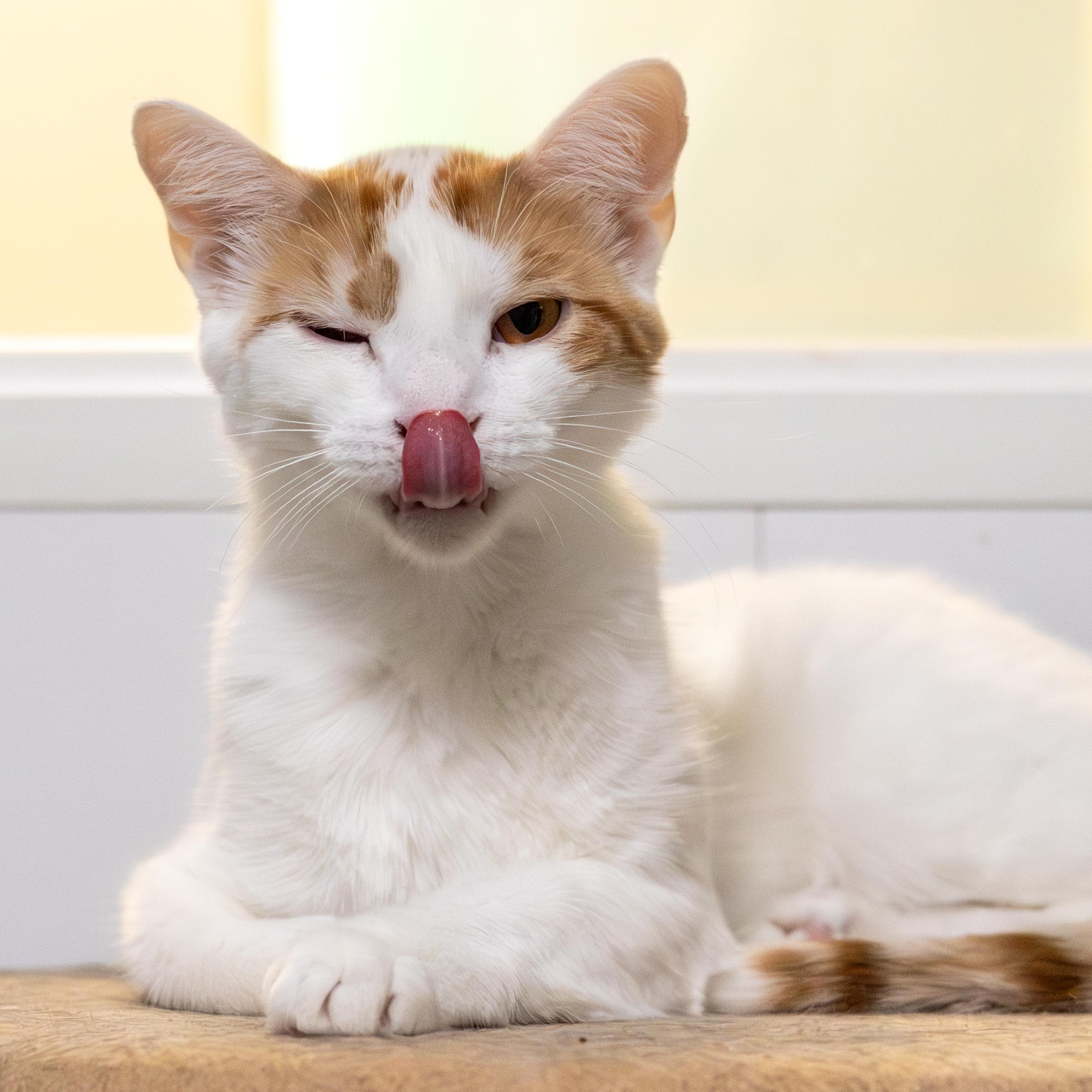 Elton - Adoption Fee Sponsored!, an adoptable Domestic Short Hair in Richland Center, WI, 53581 | Photo Image 1