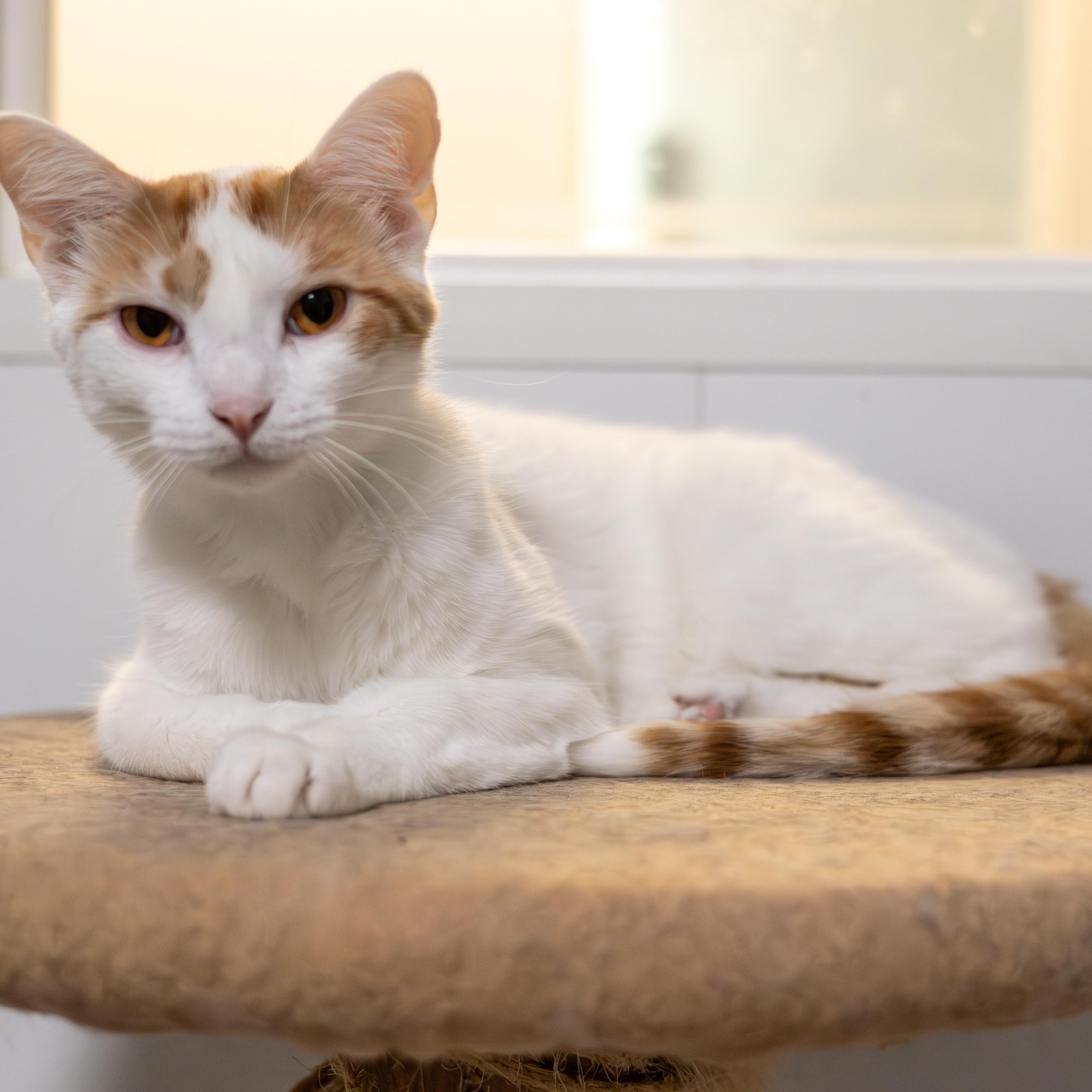 Elton - Adoption Fee Sponsored!, an adoptable Domestic Short Hair in Richland Center, WI, 53581 | Photo Image 2