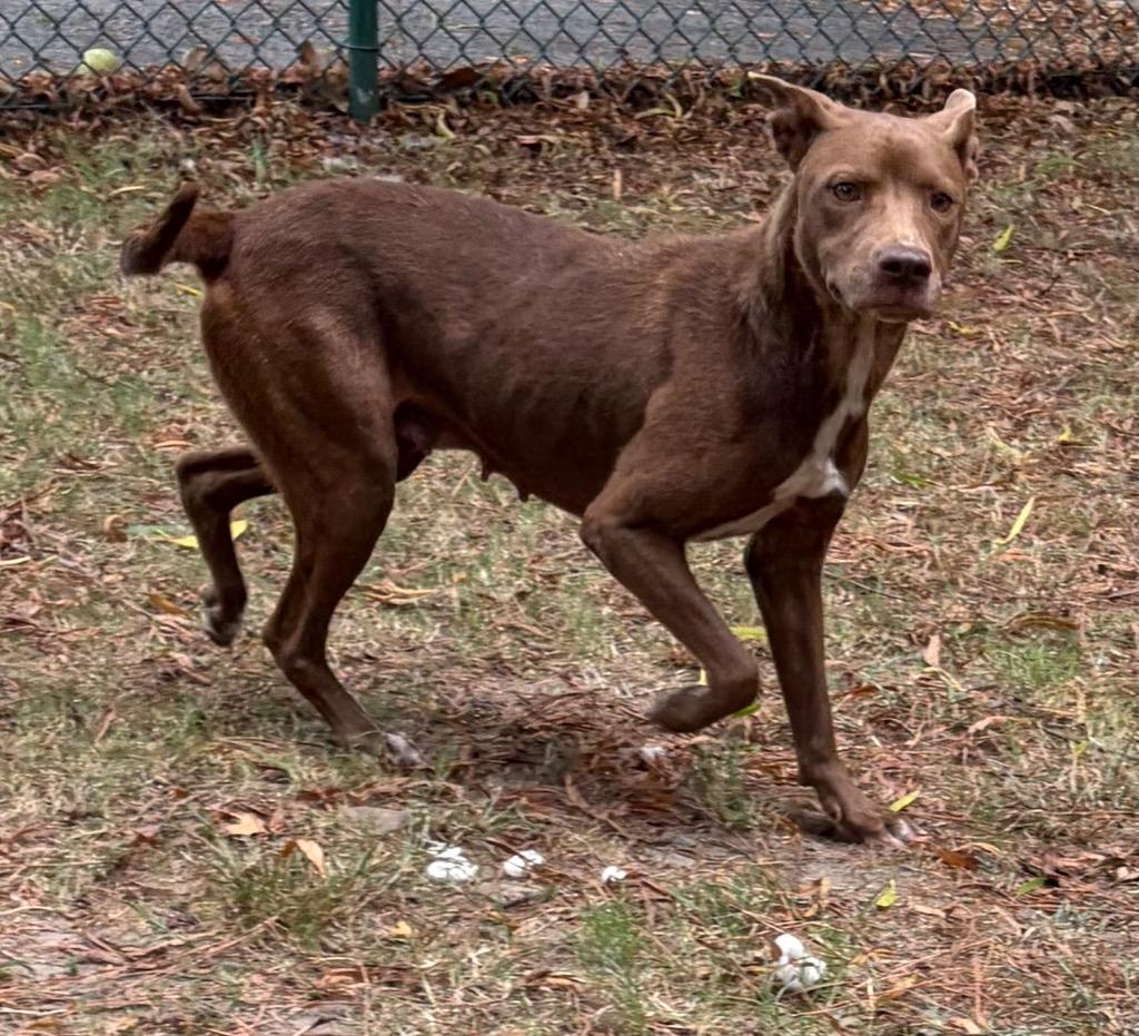 Belle, Adoptable, Young Female Labrador Retriever.