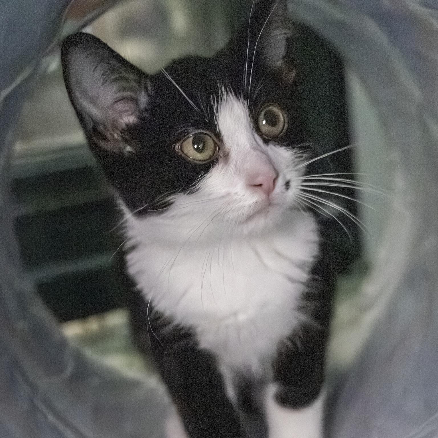 Enlarge Billy, a Adoptable Domestic Short Hair in Lone rock, WI image 4/4