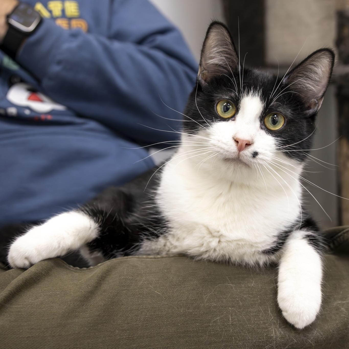 Enlarge Billy, a Adoptable Domestic Short Hair in Lone rock, WI image 2/4