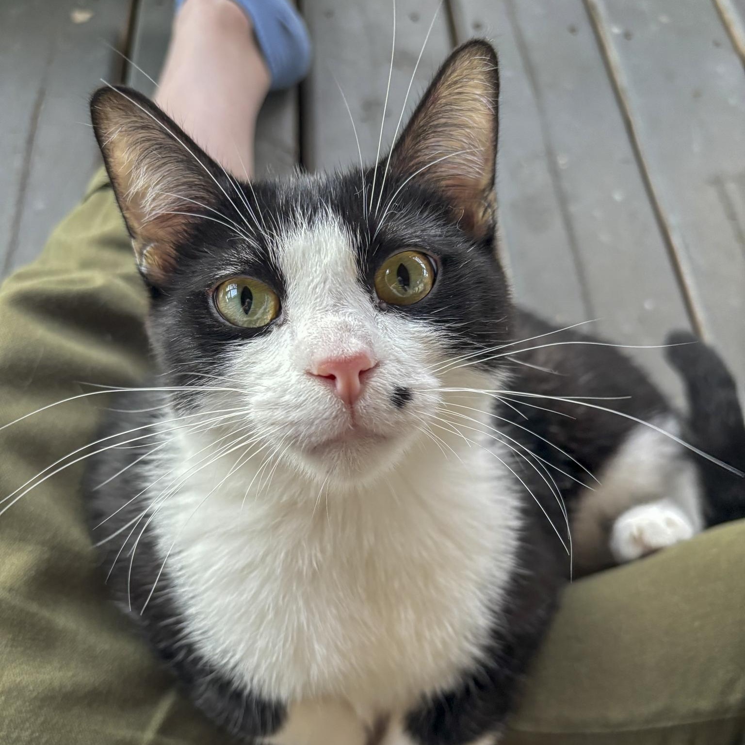 Enlarge Billy, a Adoptable Domestic Short Hair in Lone rock, WI image 1/4