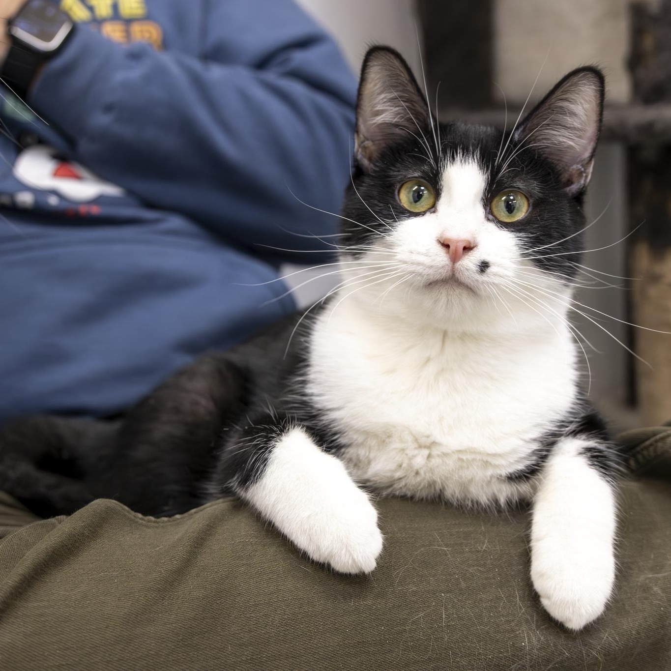 Enlarge Billy, a Adoptable Domestic Short Hair in Lone rock, WI image 3/4