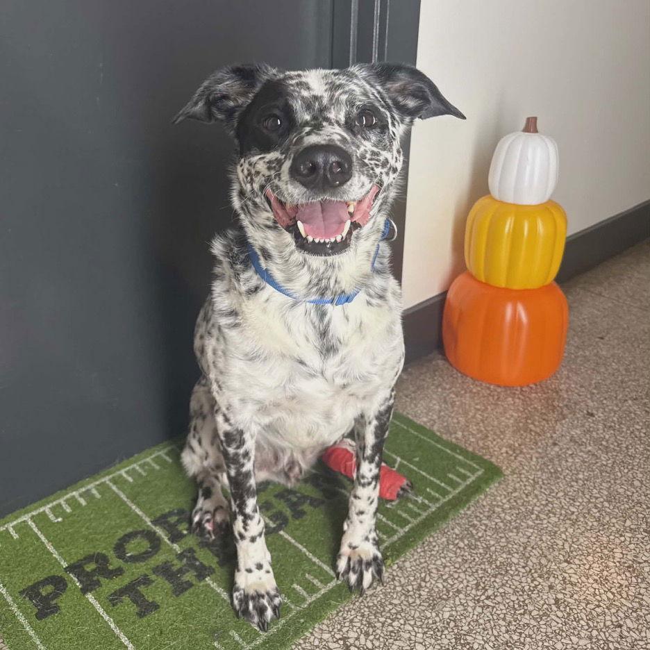 Enlarge Pablo, a Adoptable Dalmatian in Colorado Springs, CO image 1/1