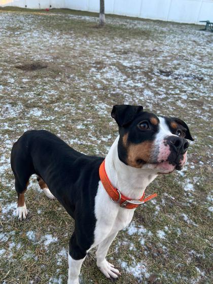 Enlarge Piper, a ADOPTABLE Mixed Breed in Belleville, MI image 3/3