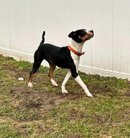 Enlarge Piper, a ADOPTABLE Mixed Breed in Belleville, MI image 2/3