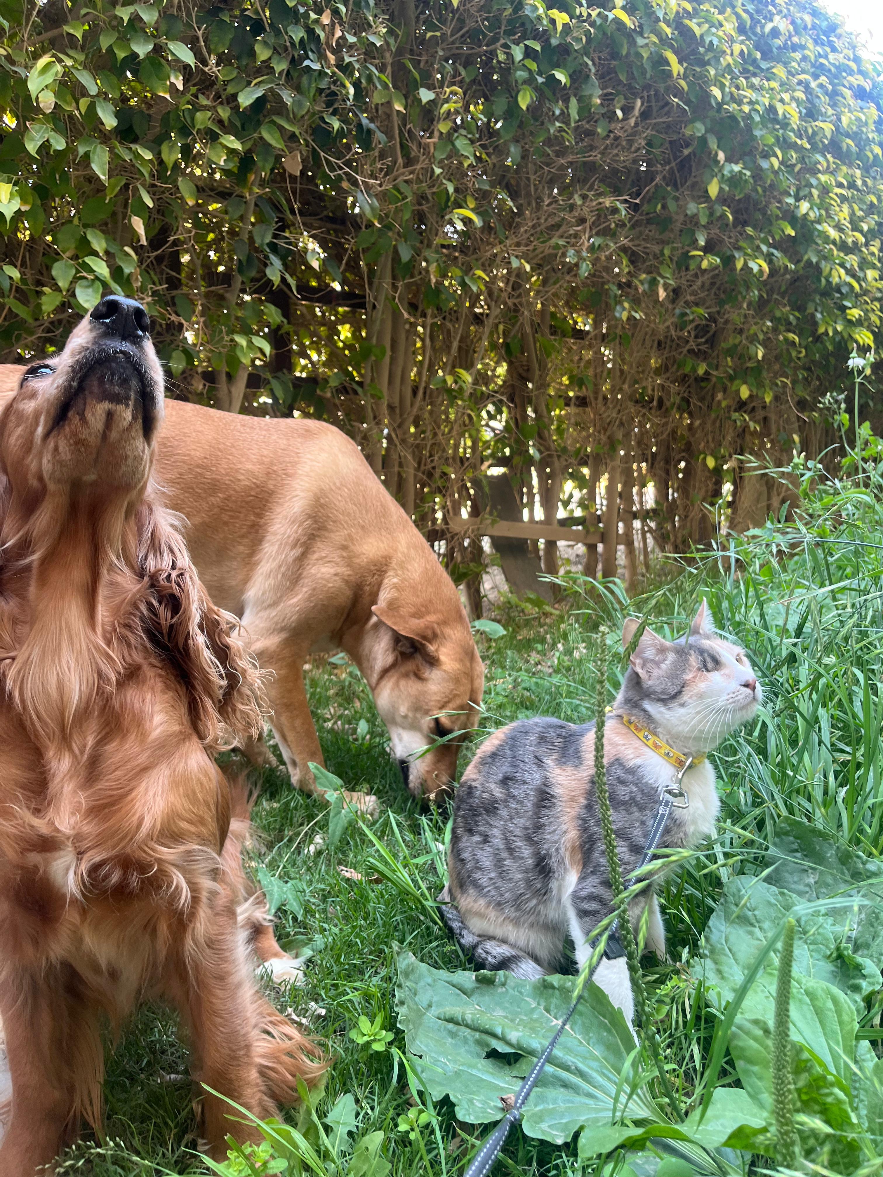 Enlarge Nunu - ADORES dogs!, a ADOPTABLE mixed breed in North York, ON image 5/6