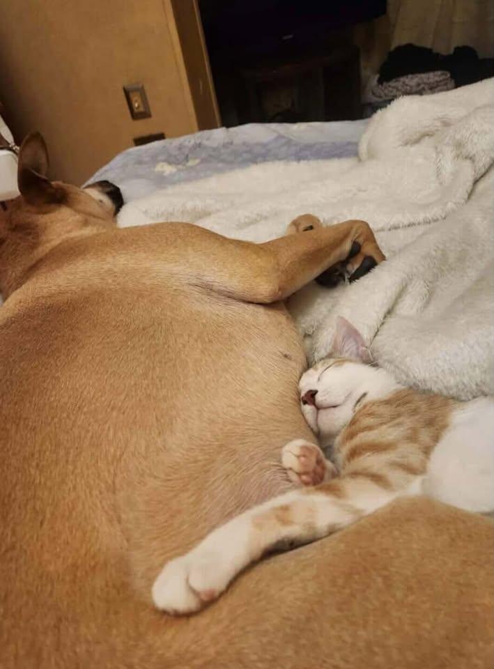 Nunu - ADORES dogs!, ADOPTABLE, Young Female Dilute Calico.