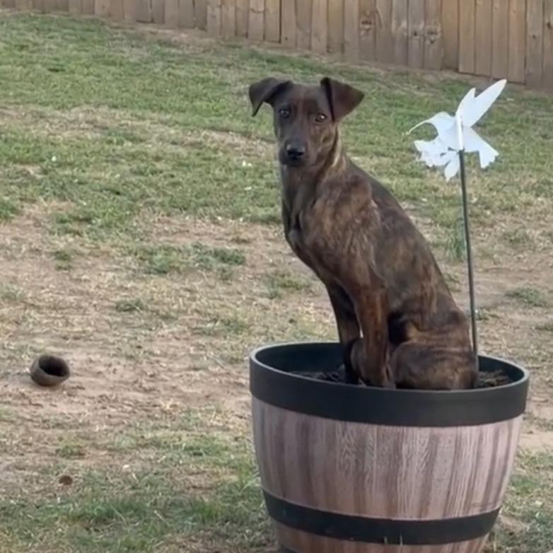 Enlarge Missy_cherry, a Adoptable Mixed Breed in mount vernon, AR image 1/4