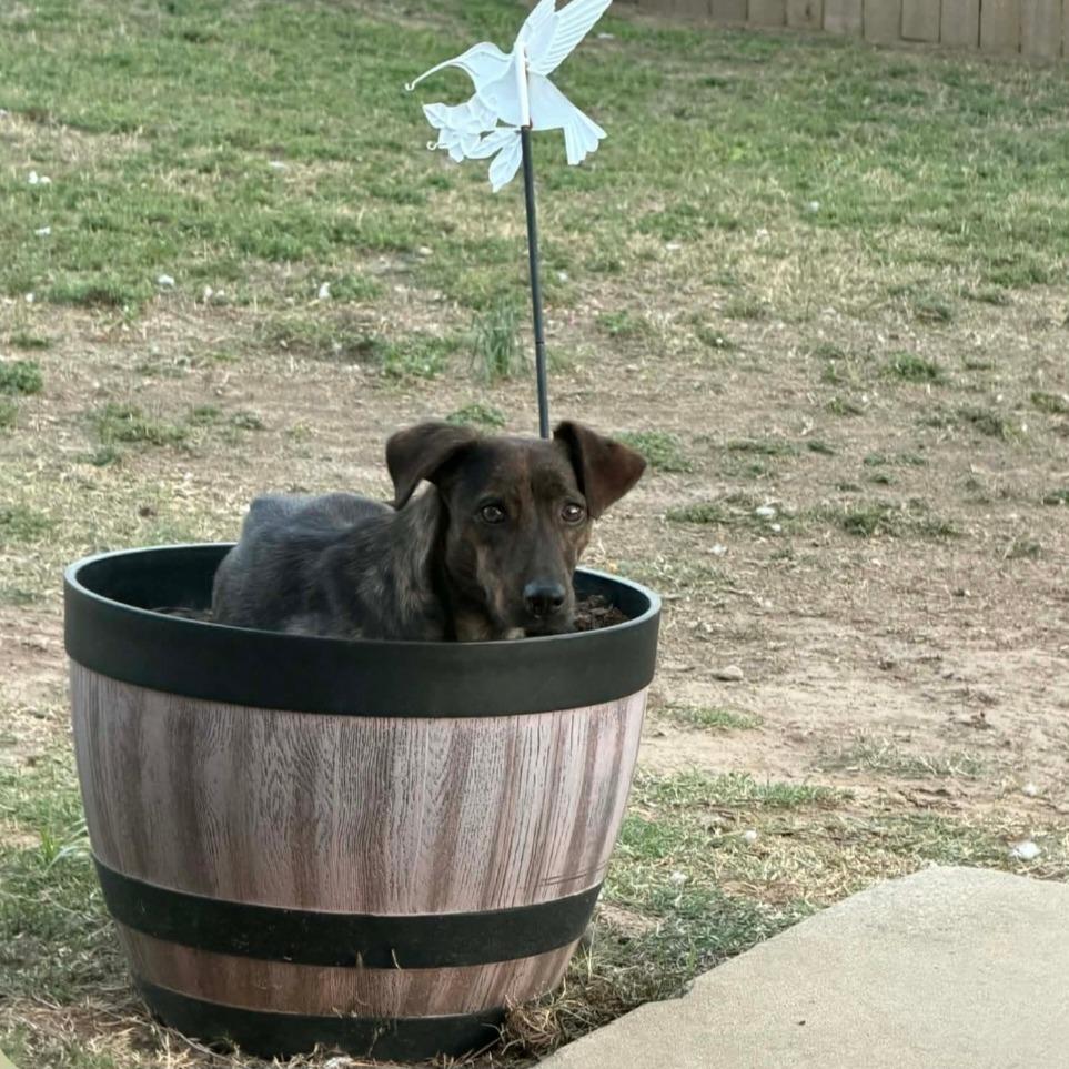 Enlarge Missy_cherry, a Adoptable Mixed Breed in mount vernon, AR image 1/3