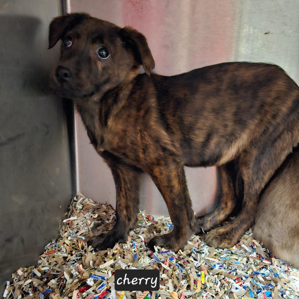 Enlarge Missy_cherry, a Adoptable Mixed Breed in mount vernon, AR image 1/2