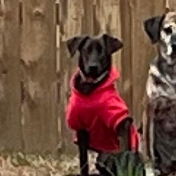 Enlarge Missy_cherry, a Adoptable Mixed Breed in mount vernon, AR image 2/2