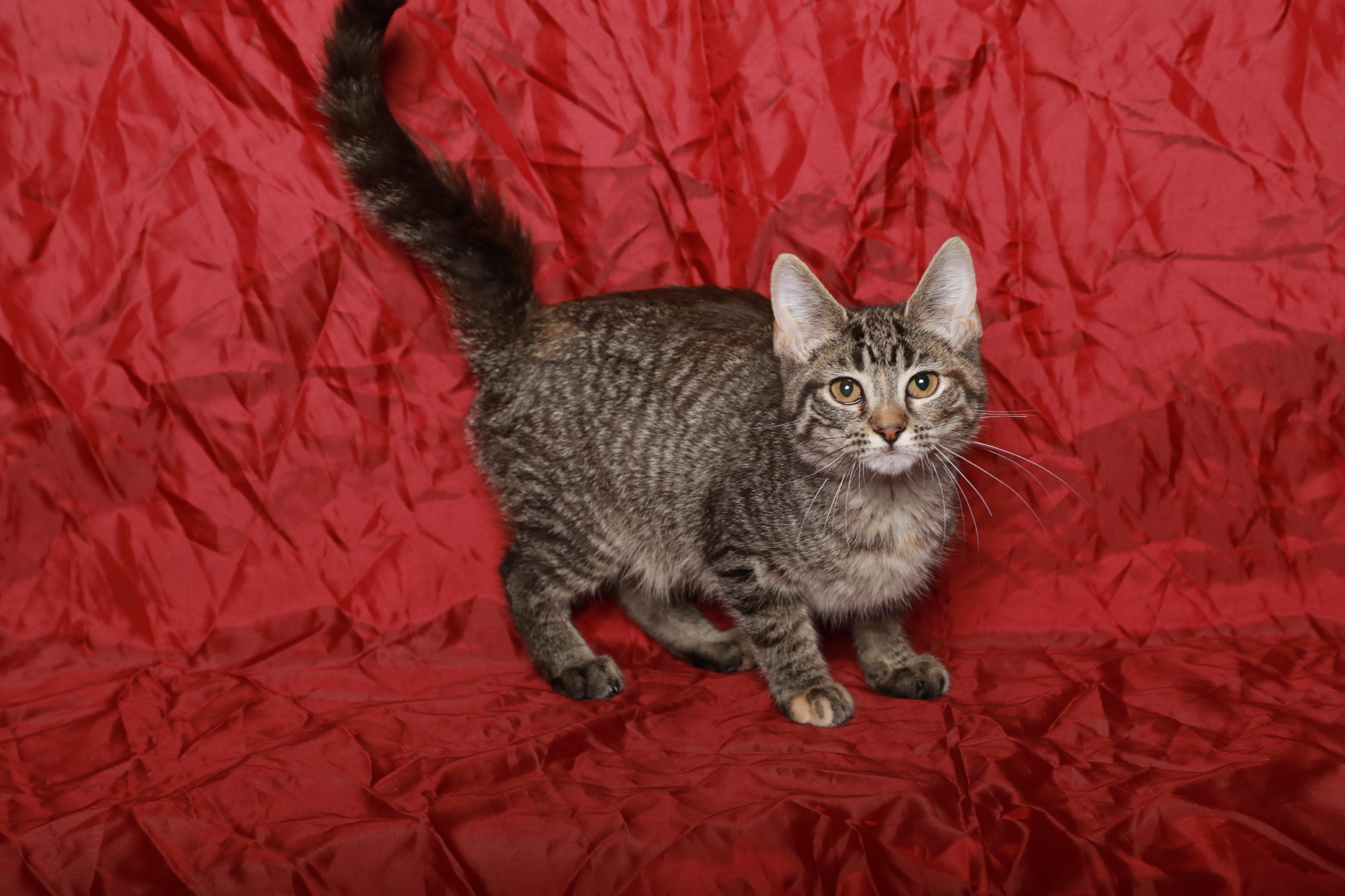 Aphrodite, Adoptable, Kitten Female Domestic Short Hair.
