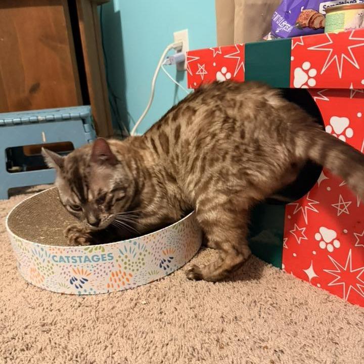 Bagel Benson — thumbnail 2