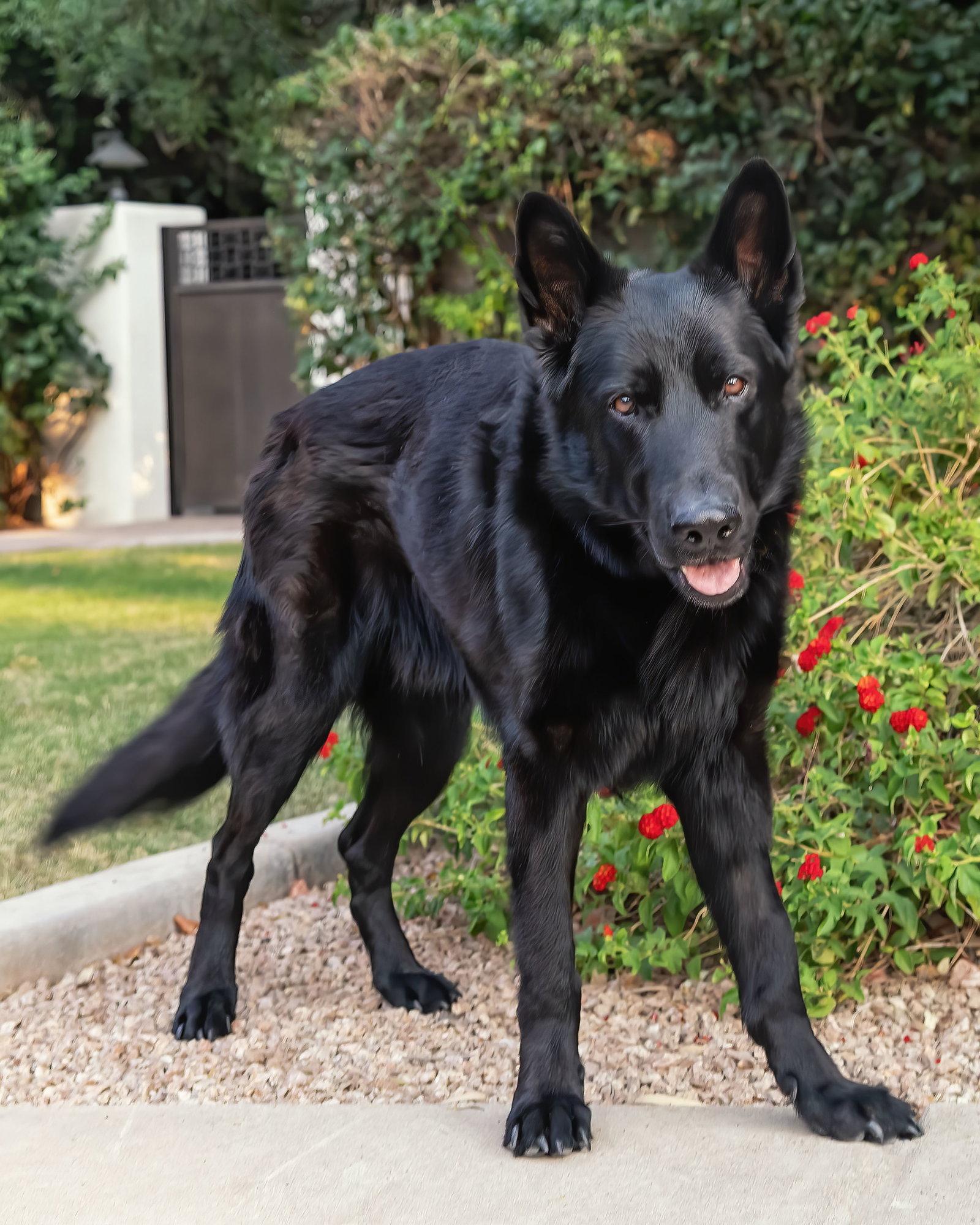 MIKEY **Medical Hold**, Adoptable, Adult Male German Shepherd Dog.