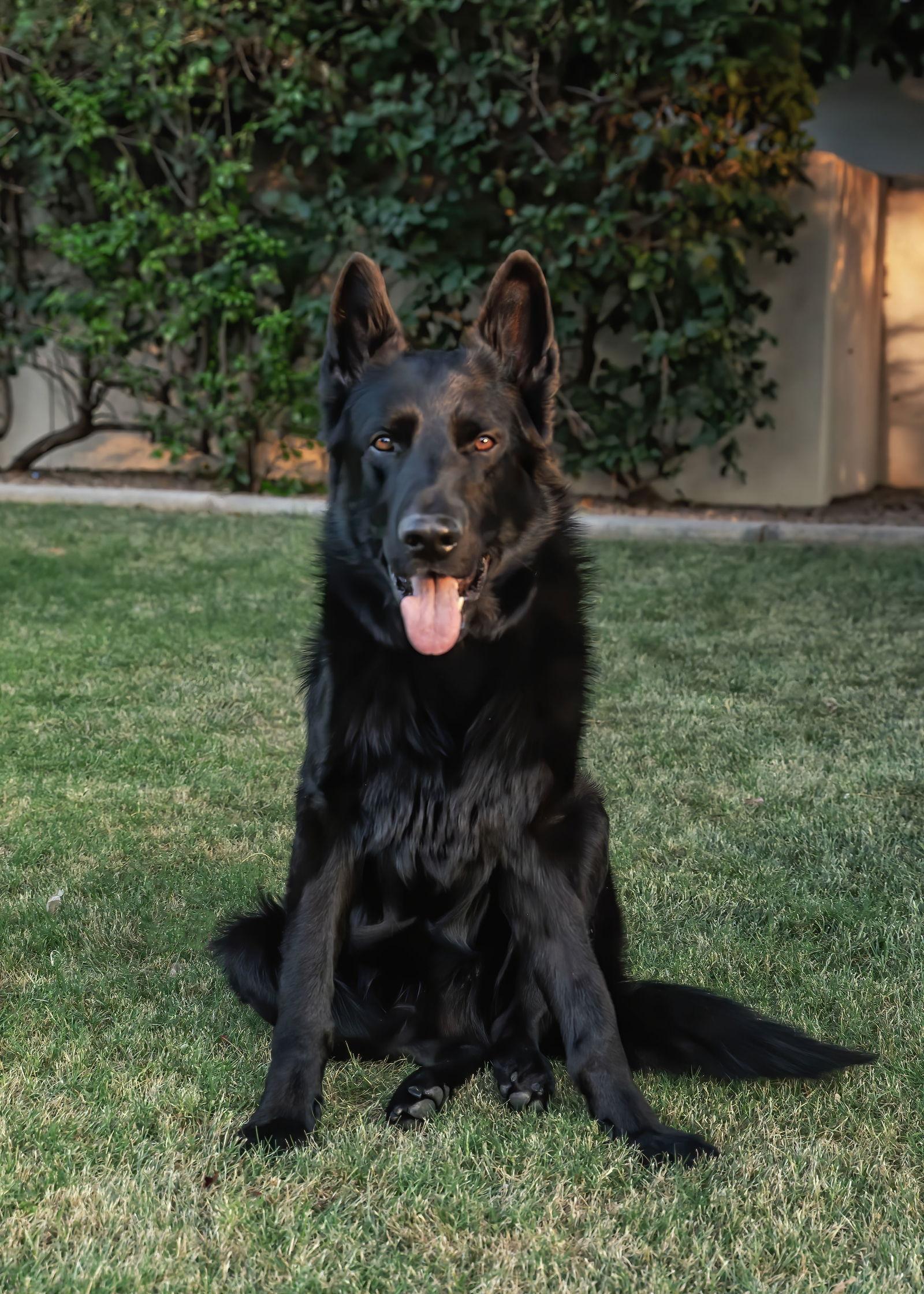 MIKEY, Adoptable, Adult Male German Shepherd Dog.