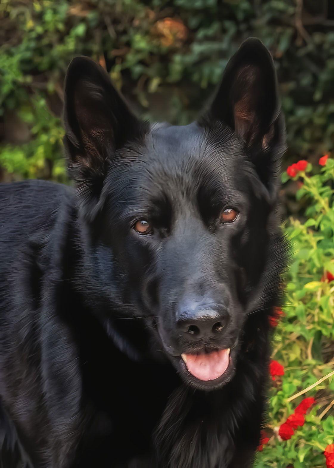 MIKEY, a Adoptable German Shepherd Dog in Scottsdale, AZ image 2/3