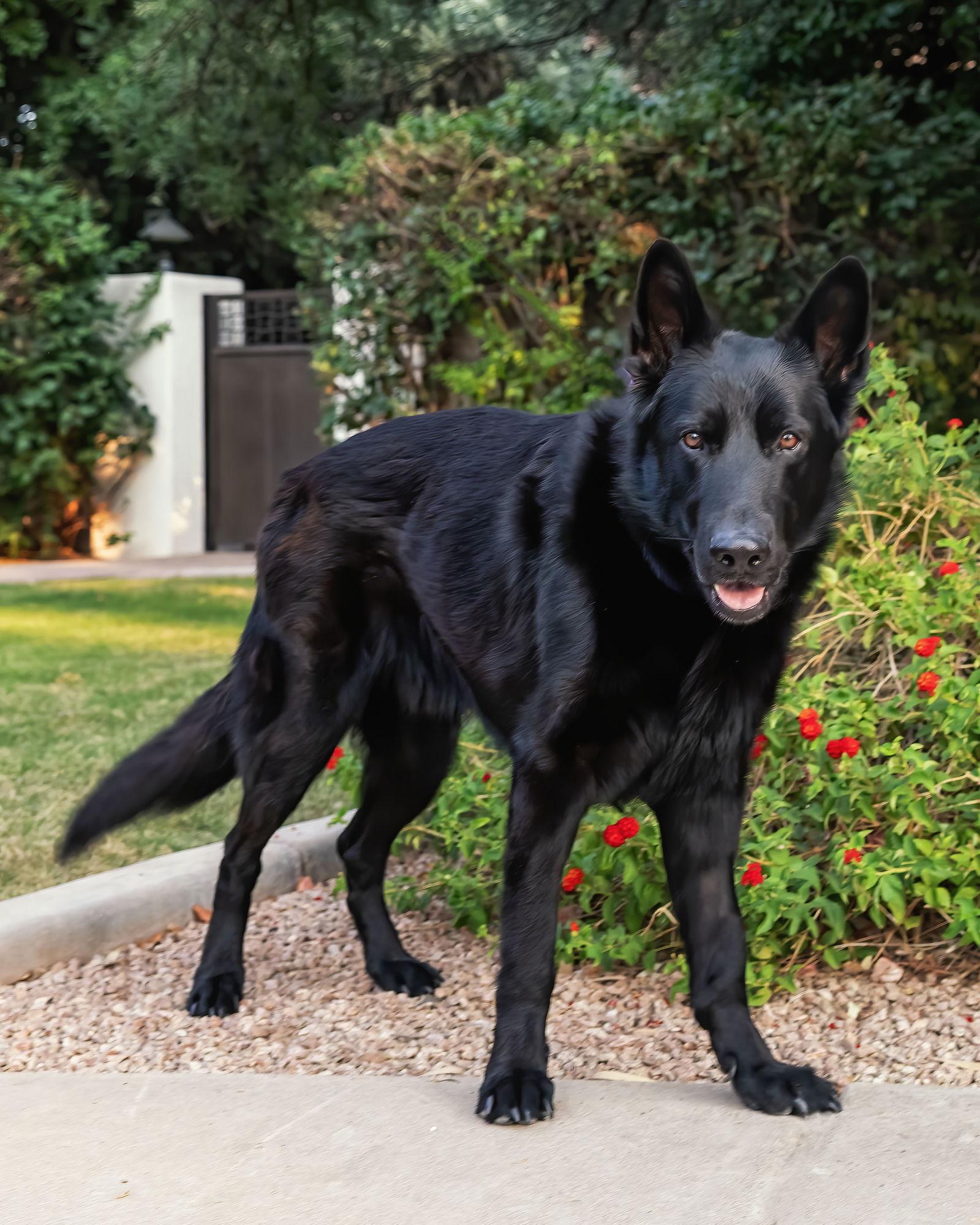 MIKEY, a Adoptable German Shepherd Dog in Scottsdale, AZ image 3/3