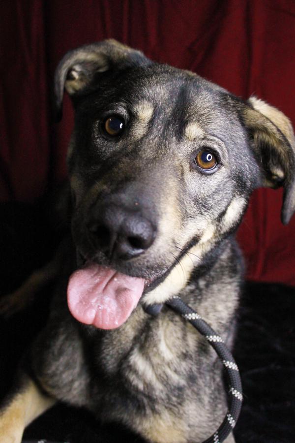 Enlarge Axton, a Adoptable mixed breed in Ona, WV image 1/5