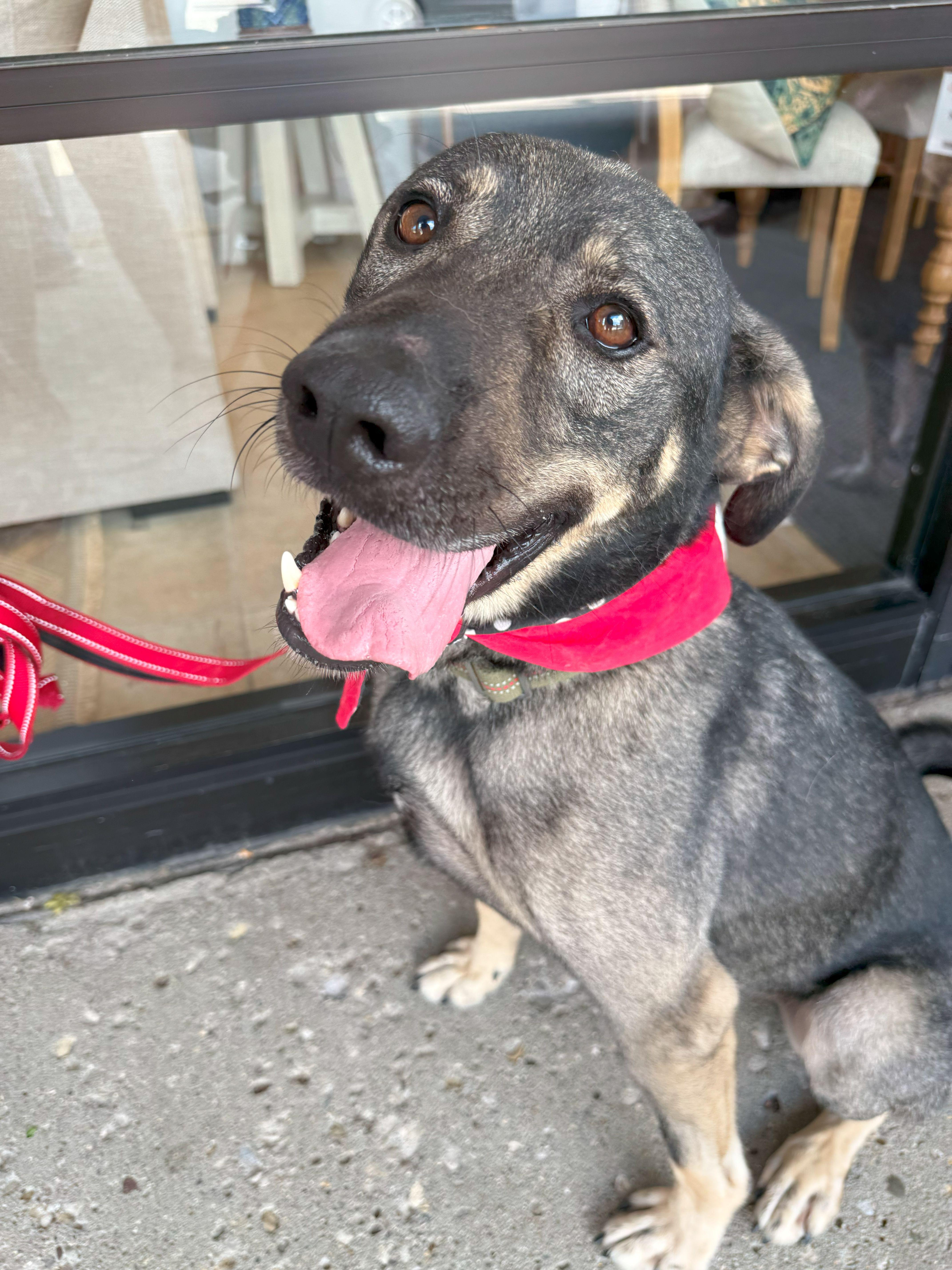 Enlarge Axton, a Adoptable mixed breed in Ona, WV image 2/5