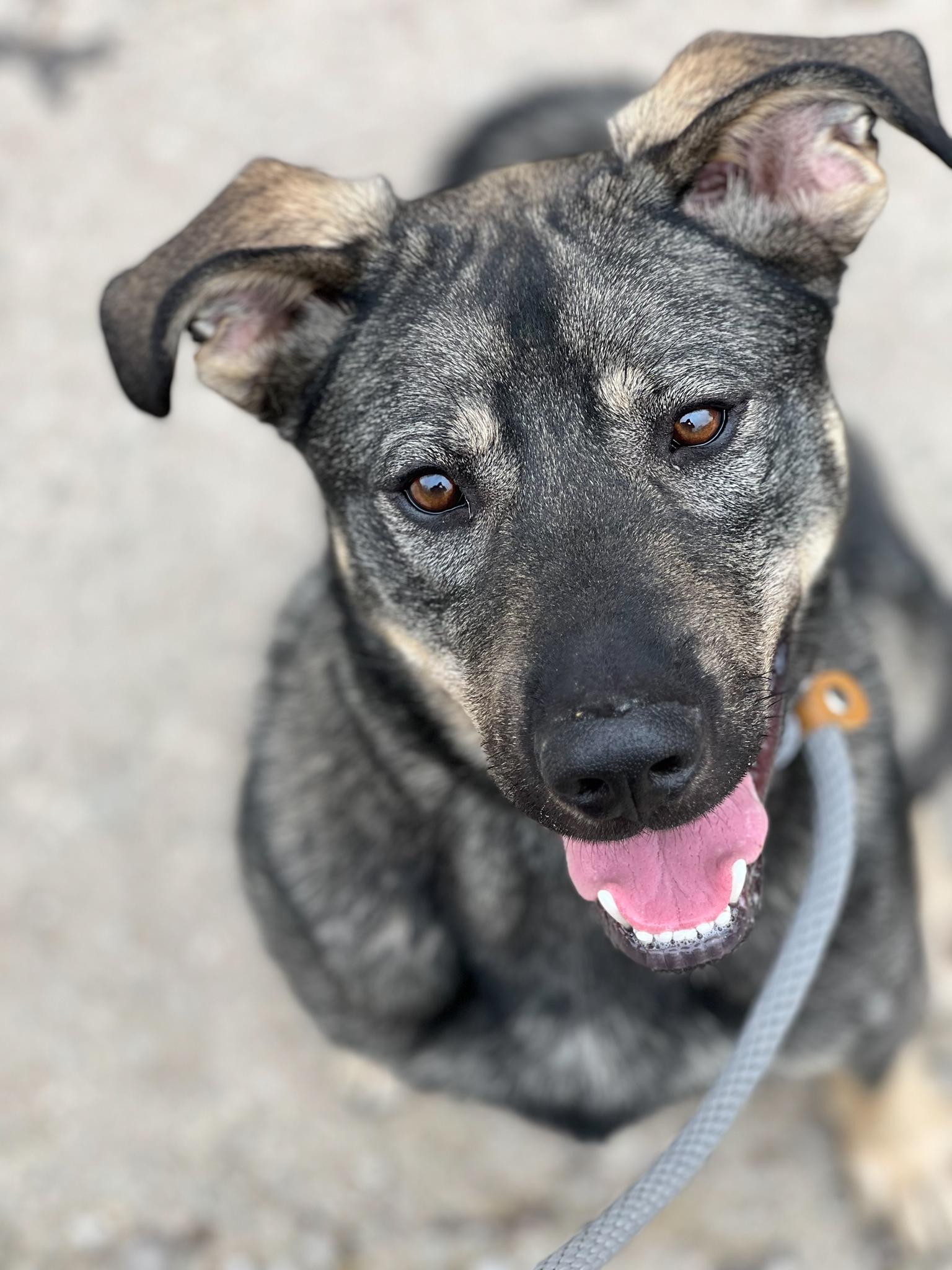 Enlarge Axton, a Adoptable mixed breed in Ona, WV image 4/5