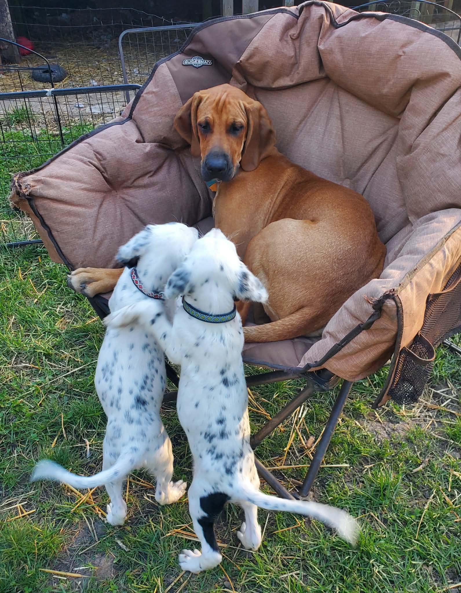 Enlarge Wesley- Foster to Adopt, a Adoptable English Setter in Wood Dale, IL image 6/6