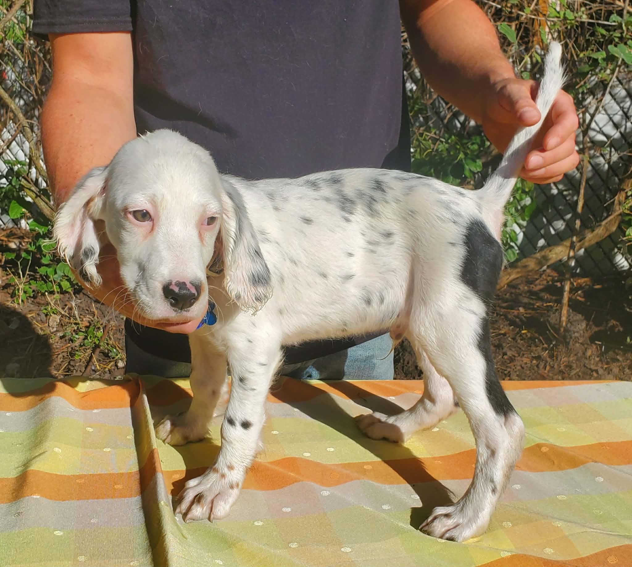 Enlarge Wesley- Foster to Adopt, a Adoptable English Setter in Wood Dale, IL image 3/6