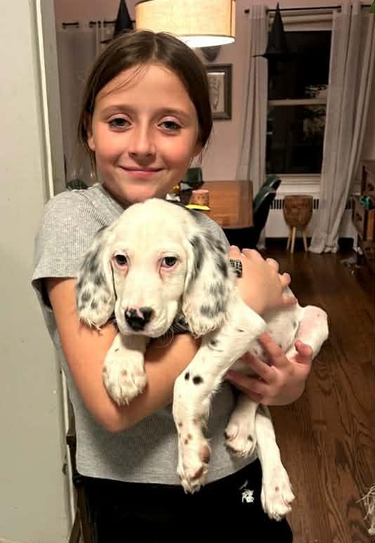 Enlarge Wesley- Foster to Adopt, a Adoptable English Setter in Wood Dale, IL image 4/6