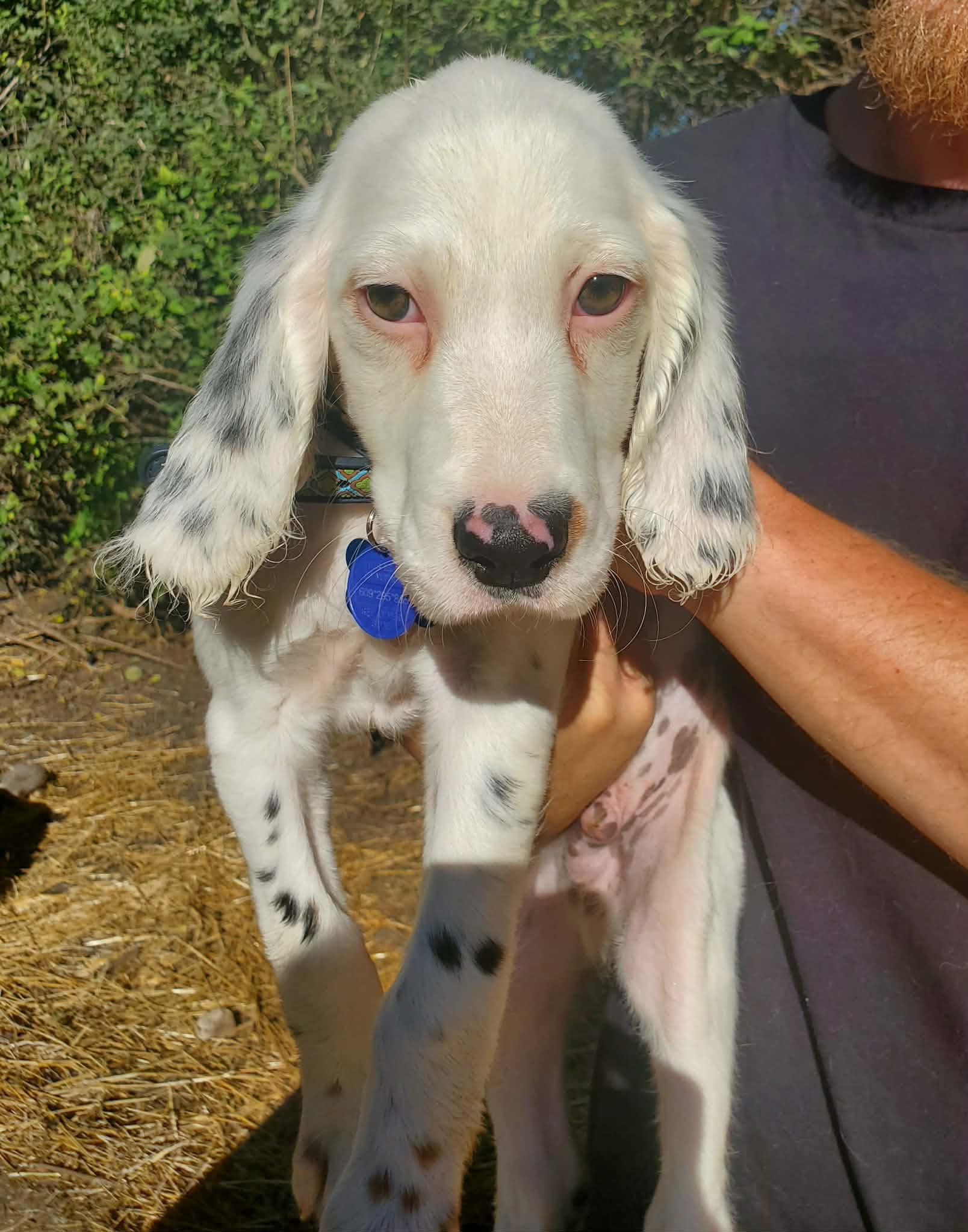 Wesley- Foster to Adopt, Adoptable, Puppy Male English Setter.