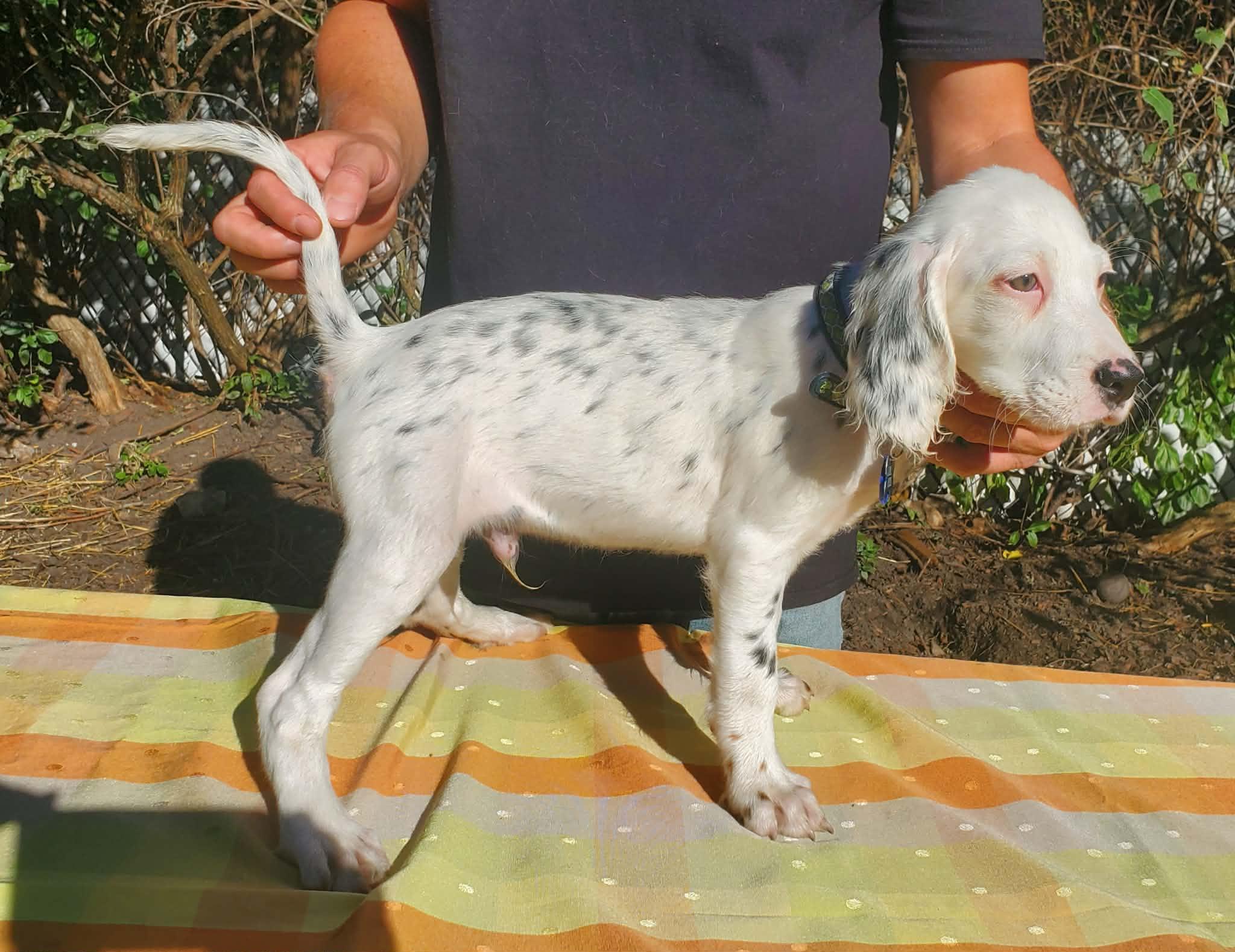 Enlarge Wesley- Foster to Adopt, a Adoptable English Setter in Wood Dale, IL image 2/6