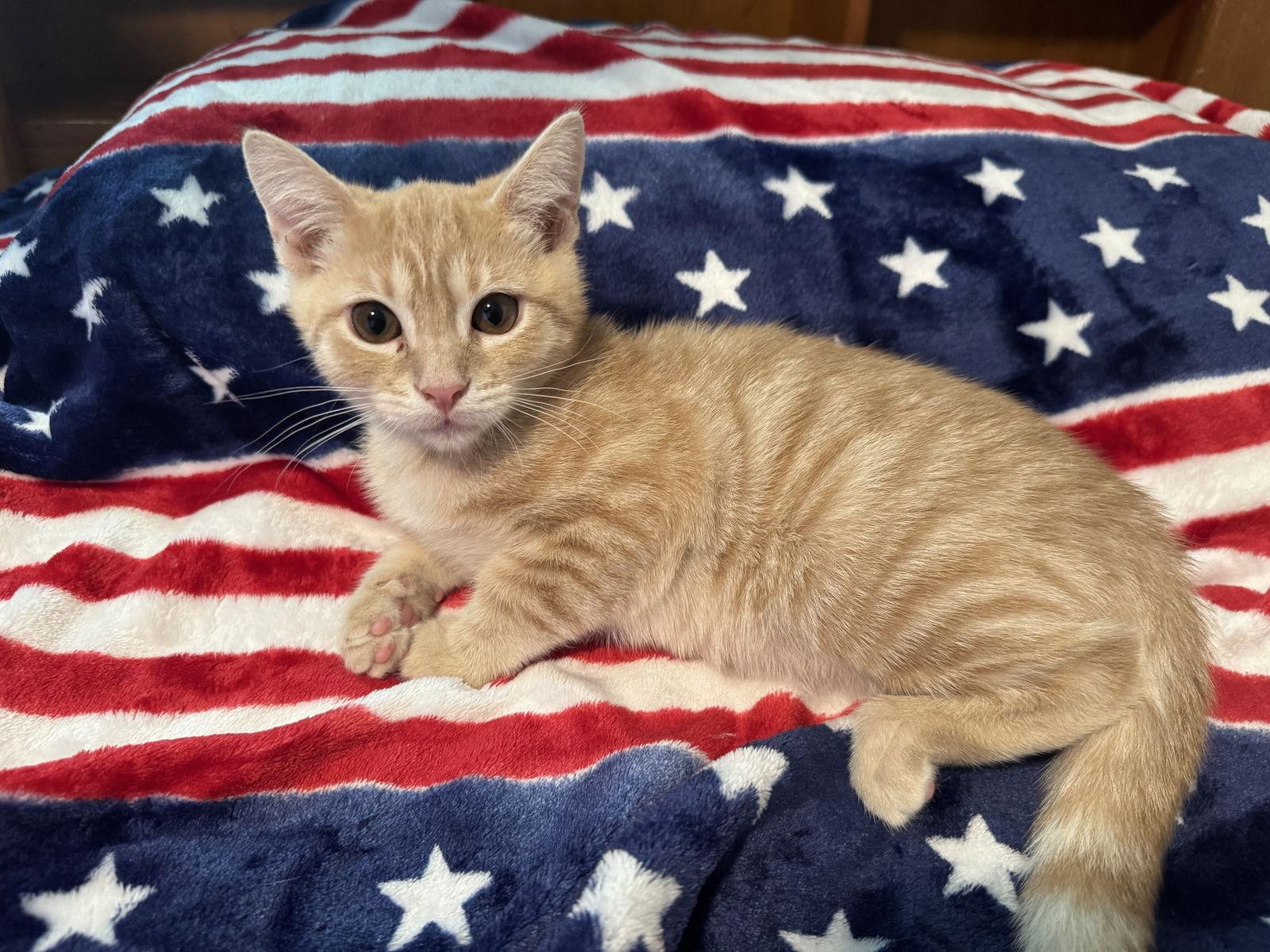 Apricot, Adopted, Young Male Domestic Short Hair.