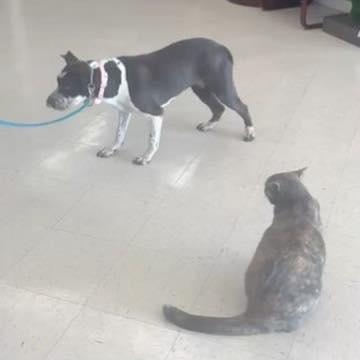 Lady Storm (20260206-06)