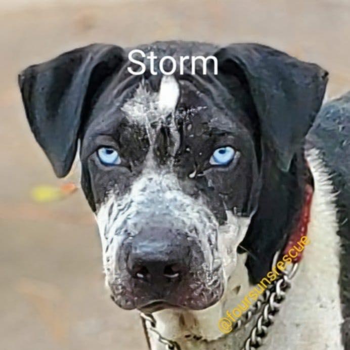 Lady Storm (20260206-06) — thumbnail 2