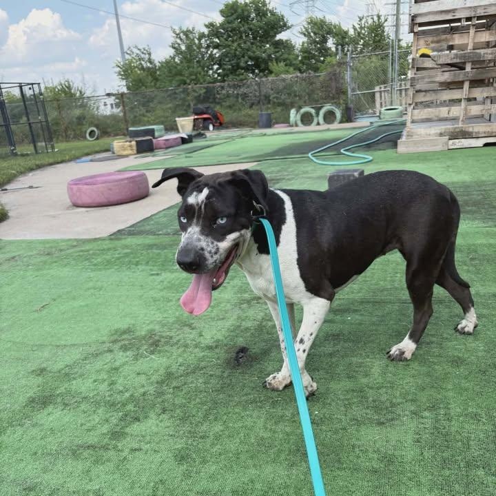 Lady Storm (20260206-06) — thumbnail 3