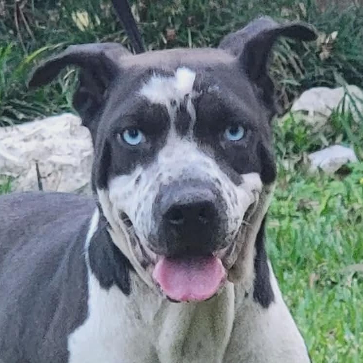 Lady Storm (20260206-06) — thumbnail 4