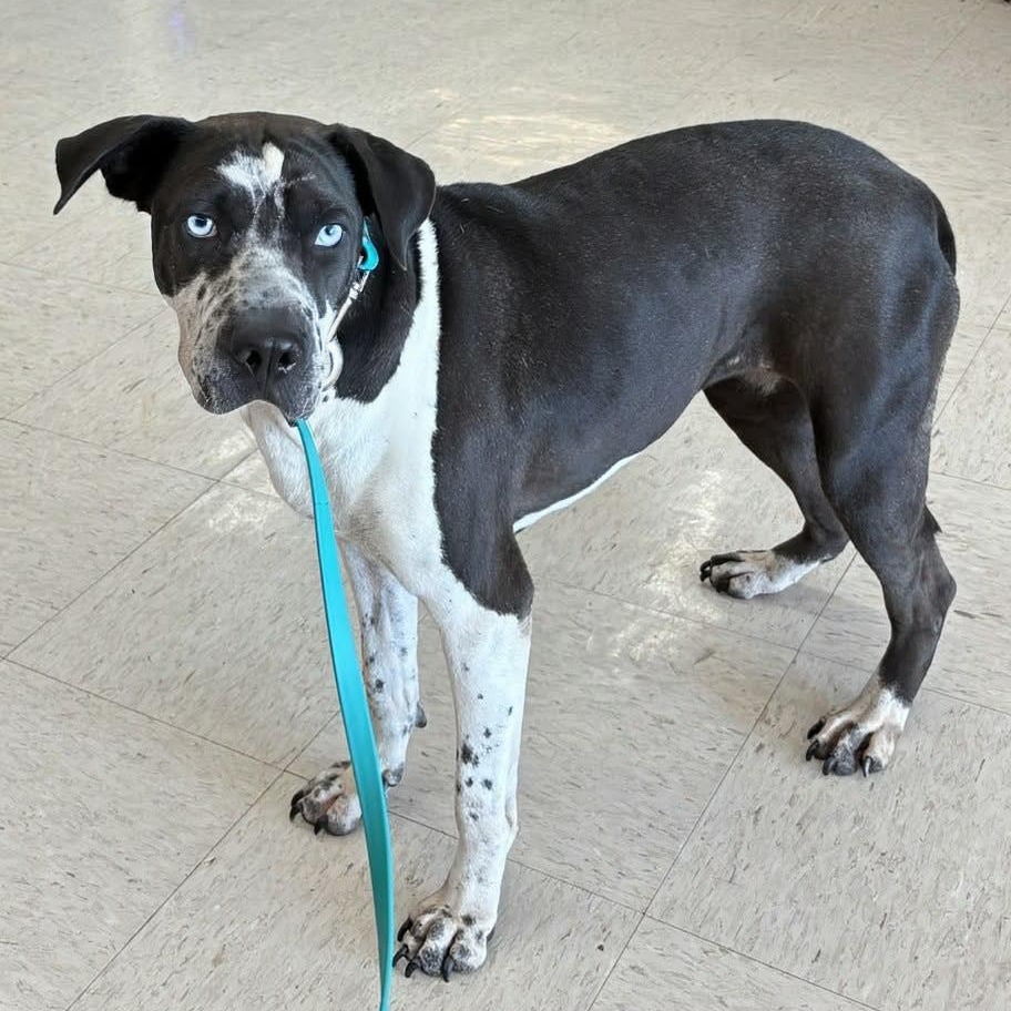 Lady Storm (20260206-06) — thumbnail 5