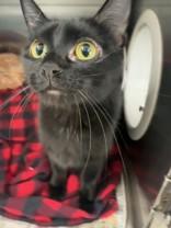 Mizuki, ADOPTABLE, Adult Female Domestic Short Hair.