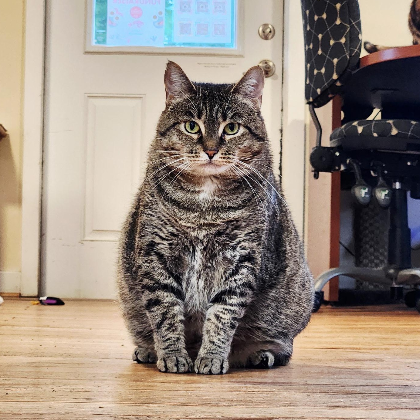 Enlarge Stella, a Adoption Pending Domestic Short Hair in Queenstown, MD image 4/6