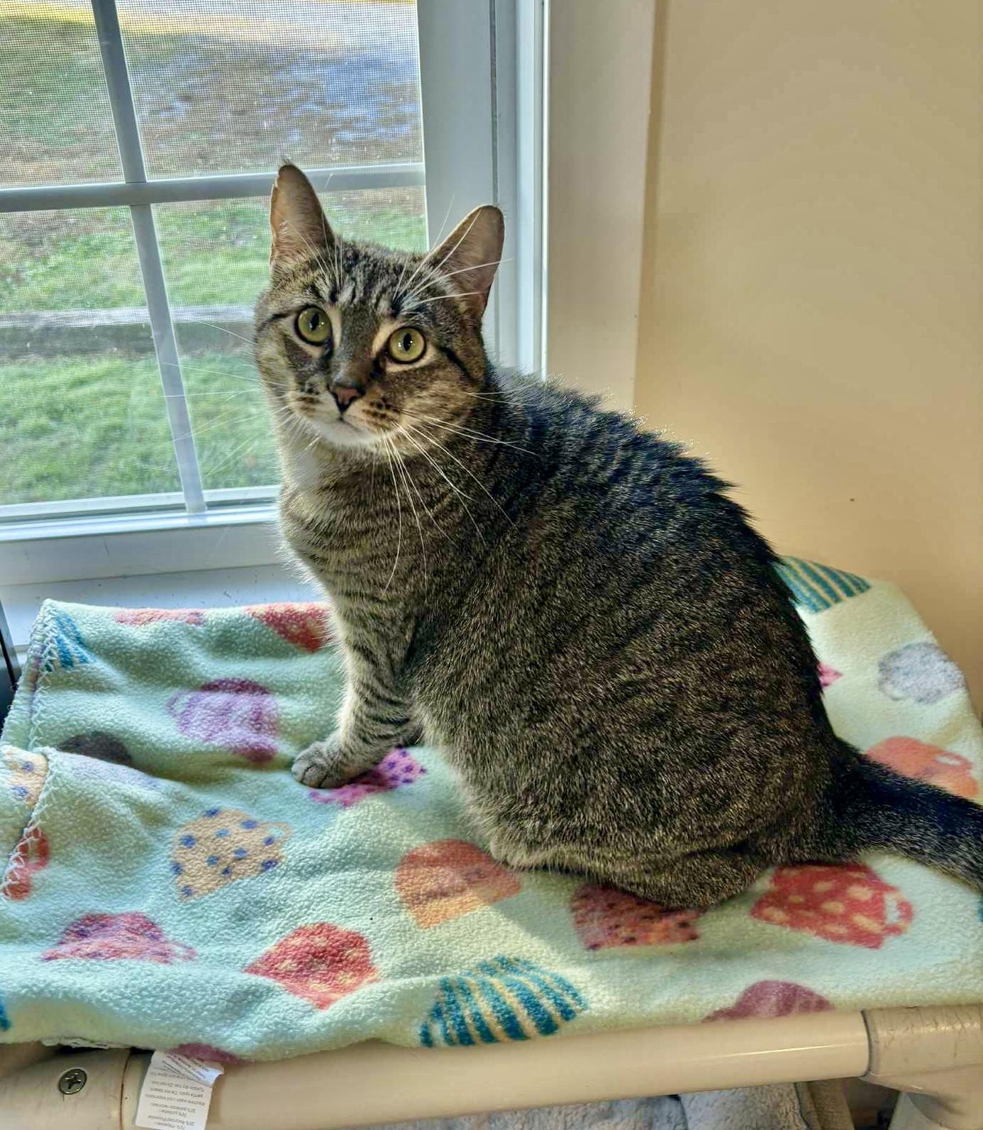 Stella, a Adoptable Domestic Short Hair in Queenstown, MD image 1/6