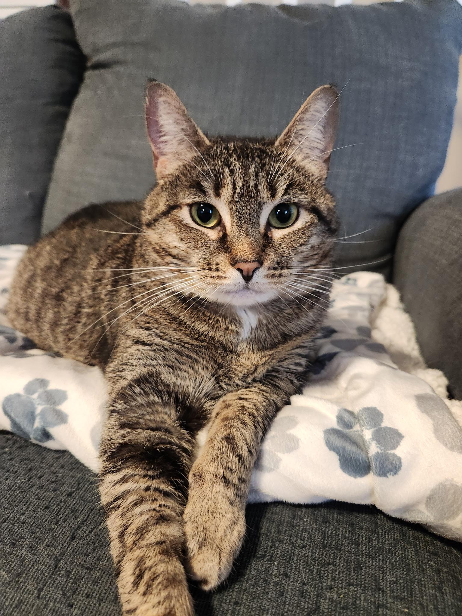 Enlarge Stella, a Adoptable Domestic Short Hair in Queenstown, MD image 1/6